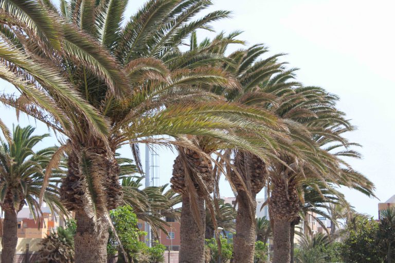 Sesenta palmeras de Playa de Arinaga afectadas por Diocalandra deberán ser sustituidas