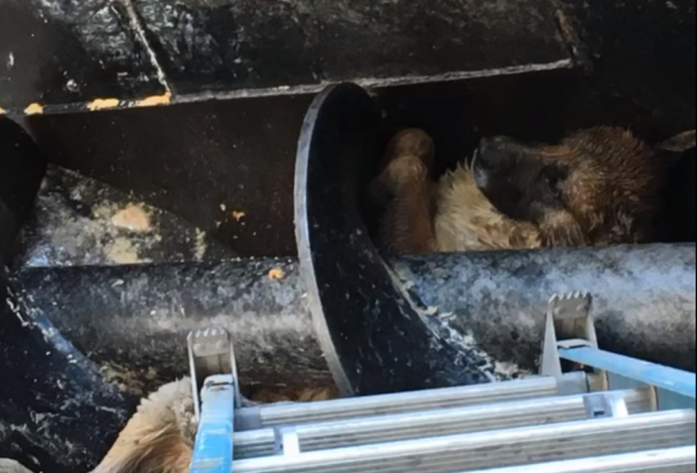 Rescatan a un perro del interior de una trituradora de carne