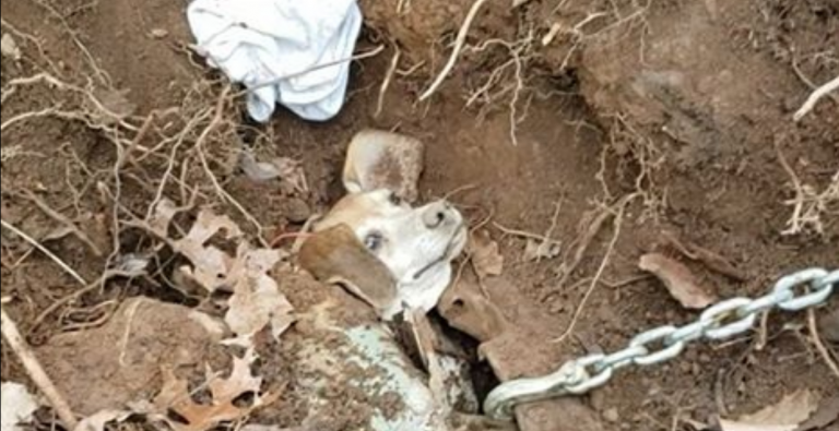 Rescatan a un perro atrapado en un coche enterrado bajo tierra