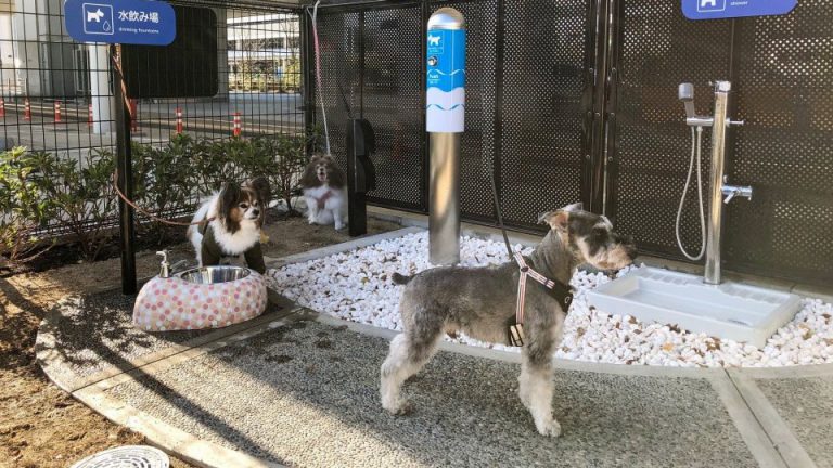 Un aeropuerto japonés habilita cuartos de baño para perros