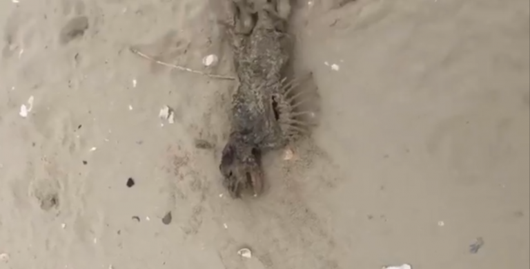 Encuentran el cuerpo de un extraña criatura en la playa y nadie sabe de qué se trata