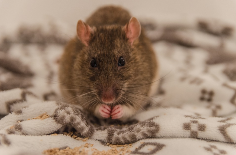 Detenido un cliente por utilizar ratas para no pagar en los hoteles