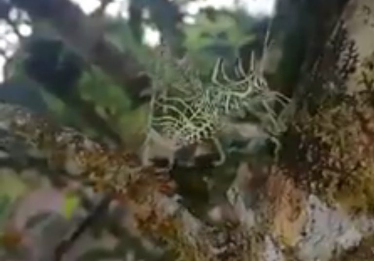 Graban una extraña criatura trepando por las rama de un árbol