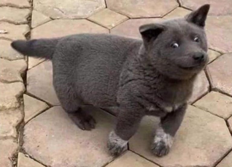 Un ‘perro-gato’ triunfa en las redes sociales