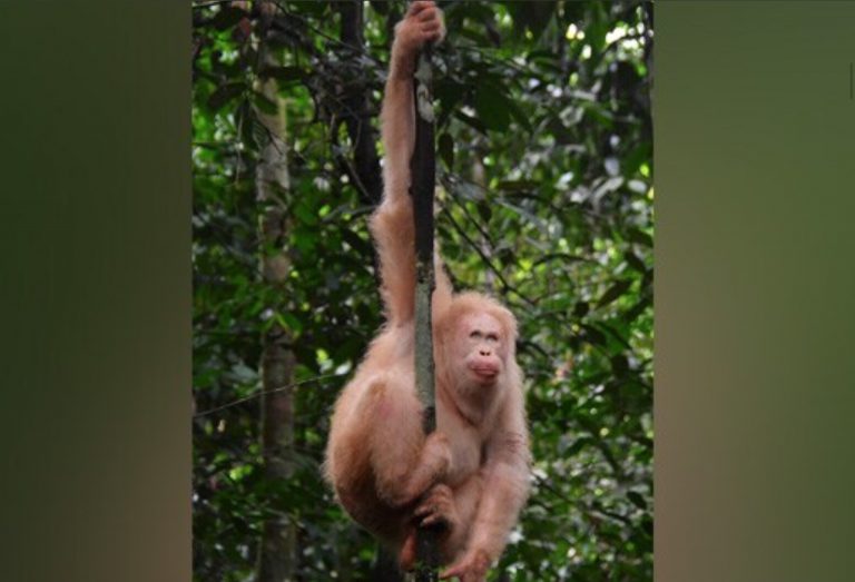 Graban en libertad al único orangután albino conocido en el mundo