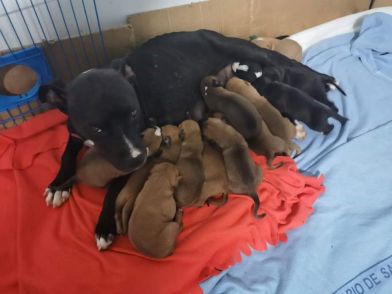 Bienestar y Protección Animal y la Policía Local de Telde se unen contra el maltrato animal