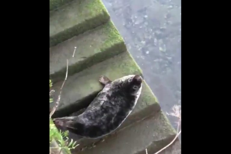 Graban una foca en un río de San Sebastián