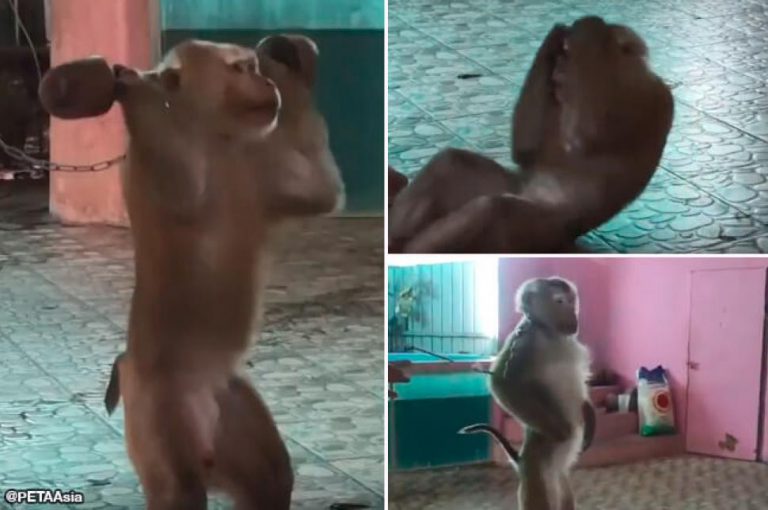 Obligan a un mono a hacer pesas y abdominales para entretener a los turistas en Tailandia