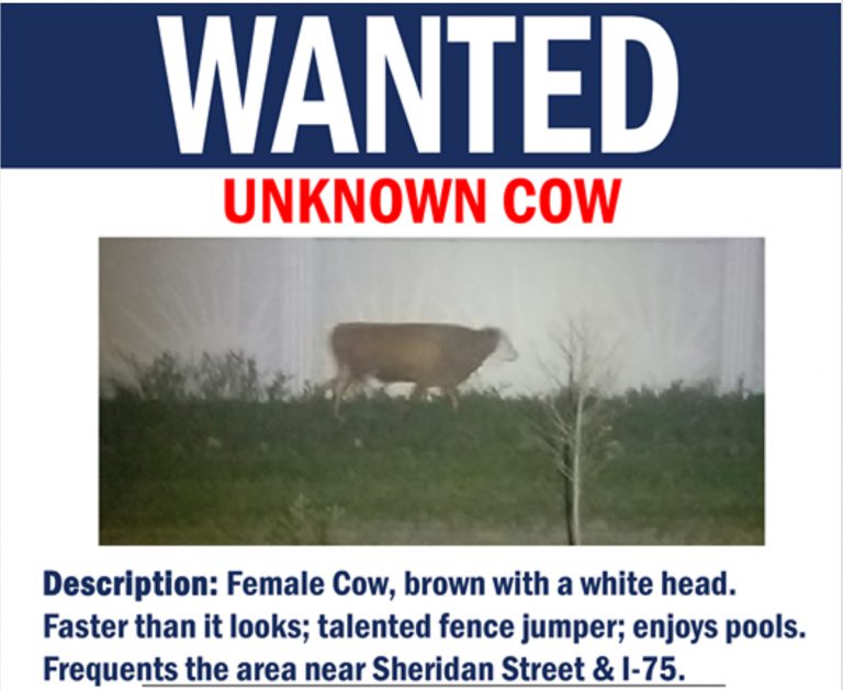 La policía busca a una vaca con “una velocidad sorprendente” y solicita la colaboración ciudadana