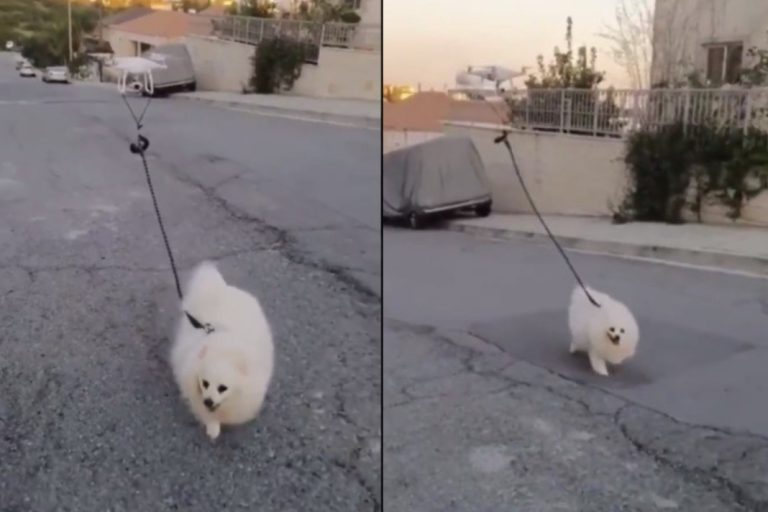 Un hombre pasea a su perro con la ayuda de un dron por miedo al coronavirus