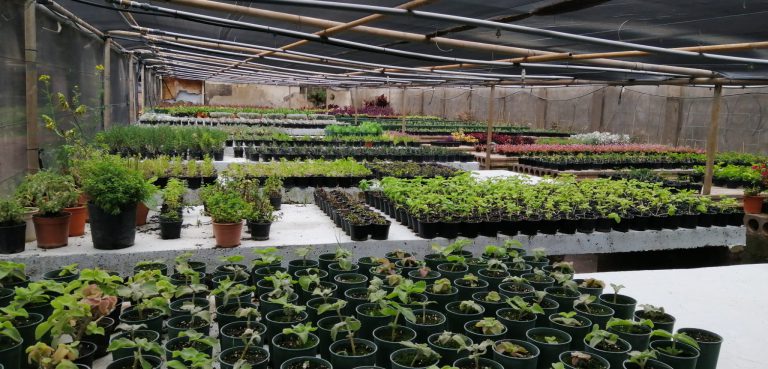 Las plantas de temporada alcanzan su ciclo de floración en Santa Cruz y deberán ser trasplantadas en la ciudad