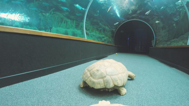 La vida continúa, a puerta cerrada, en Poema del Mar 1 La vida continúa a puerta cerrada en Poema del Mar 2