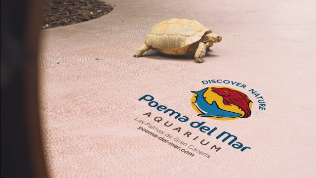 La vida continúa, a puerta cerrada, en Poema del Mar 2 La vida continúa a puerta cerrada en Poema del Mar 3