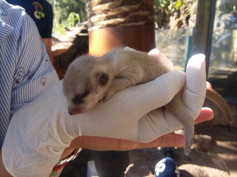 El Cabildo colabora con Maroparque para el mantenimiento y bienestar de los animales del centro