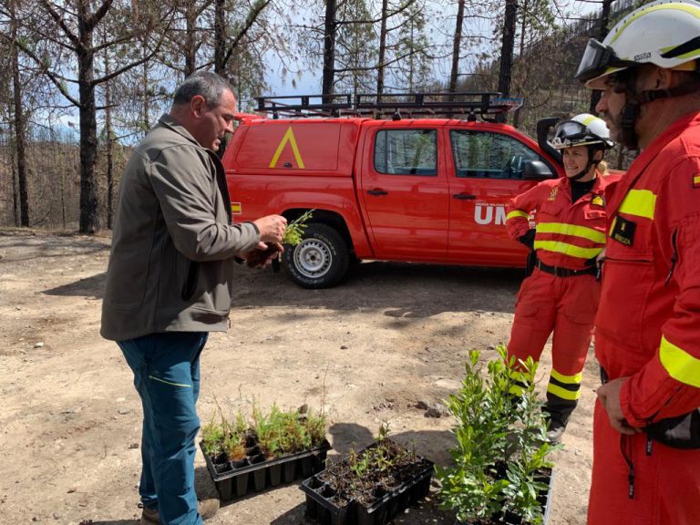 El Cabildo y la UME, unidos en el fuego y la reforestación, plantan 100 árboles en el Parque Natural de Tamadaba