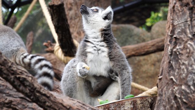 Un rayo de esperanza en Loro Parque nace una cría de lémur de cola anillada 4
