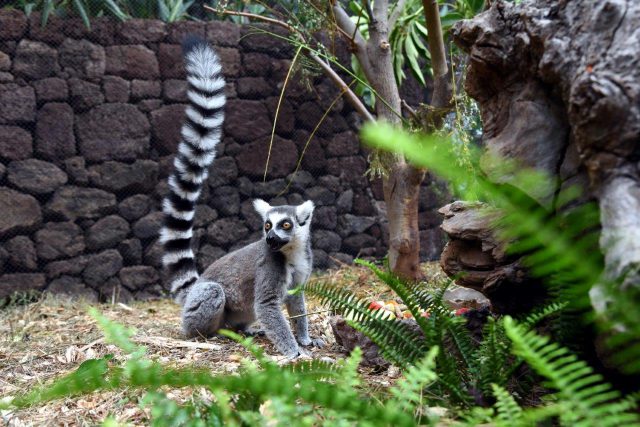 Un rayo de esperanza en Loro Parque nace una cría de lémur de cola anillada 5