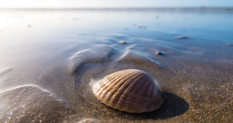 Esconde un anillo en una cocha y propone matrimonio a su pareja bajo el mar