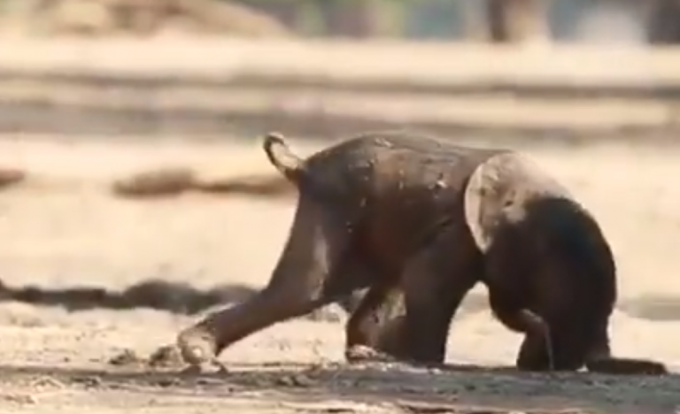 Un bebé elefante dando sus primeros pasos conmueve las redes sociales