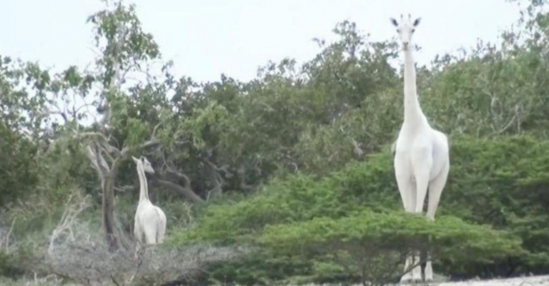 Unos cazadores acaban con la vida de dos ejemplares únicos jirafa blanca