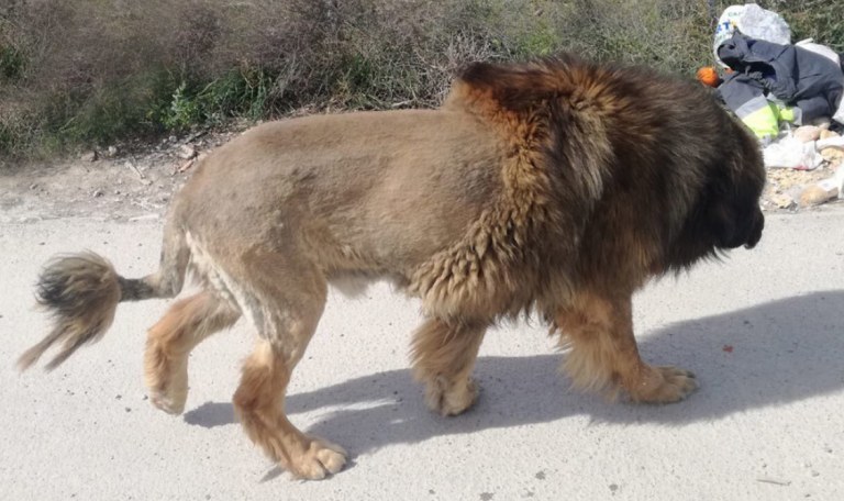 Un perro con un peculiar corte de pelo desata el pánico en Murcia