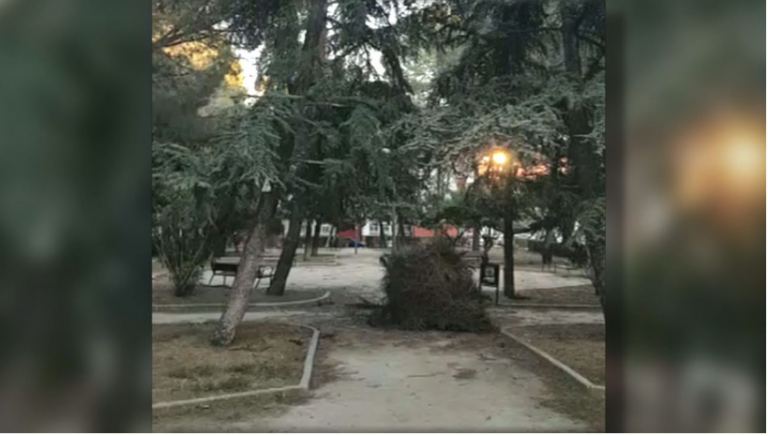 Un nido gigante de cotorras se cae de un árbol en un parque de Madrid sin causar heridos