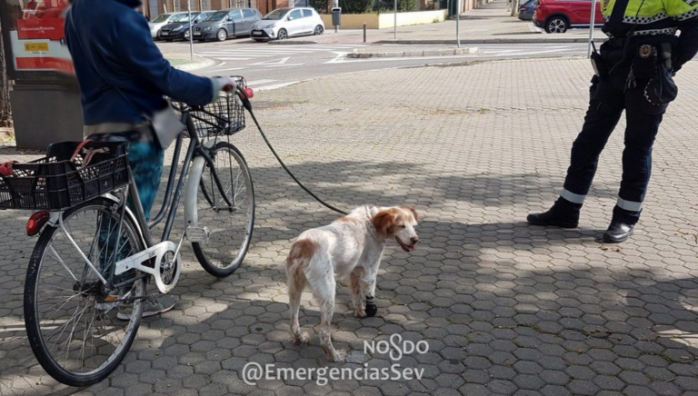 Denunciado por salir en bicicleta con su perro cojo atado al manillar