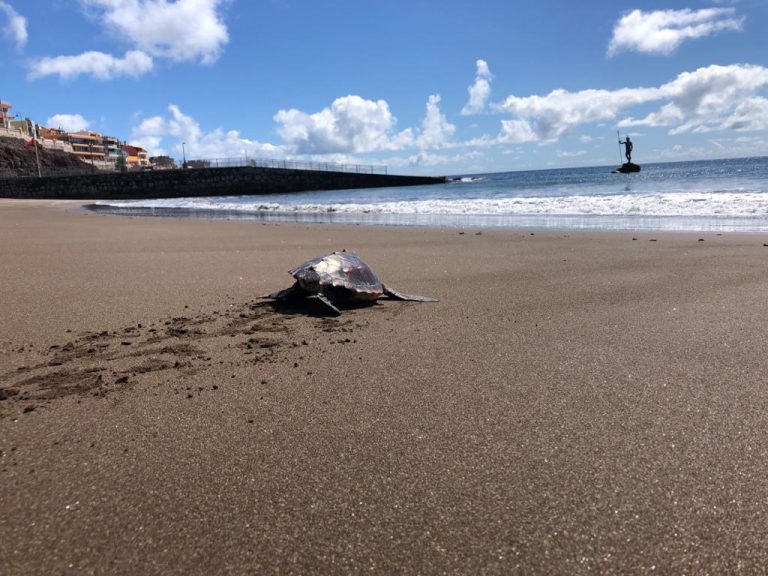 El Cabildo devuelve al océano una tortuga hallada enredada en un saco de rafia hace una semana en Las Canteras