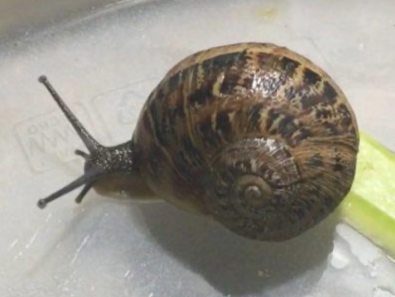 Descubren un 'caracol zurdo' en una terraza de Mallorca en pleno confinamiento