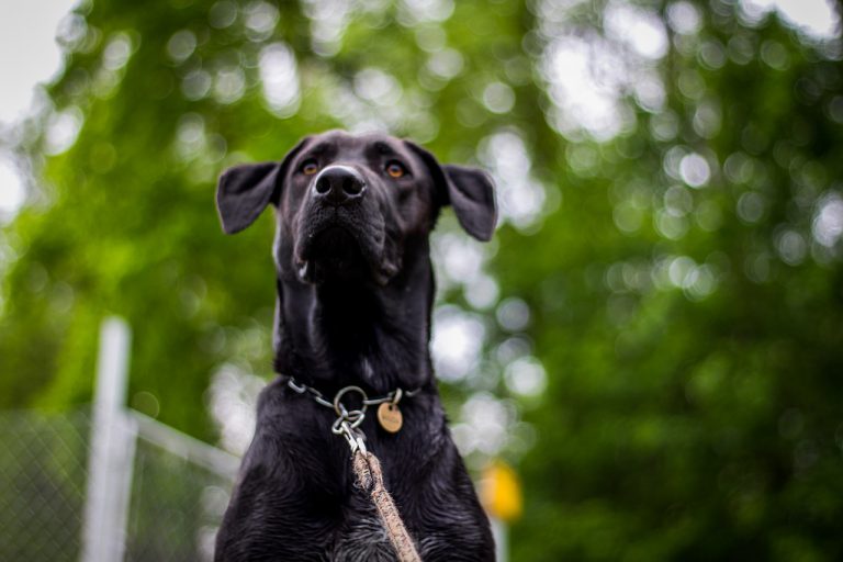 Los británicos entrenan a perros para que detecten el coronavirus