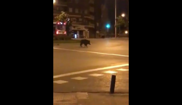 Graban a un jabalí paseando por las calles del centro de Madrid y un corzo por Valladolid
