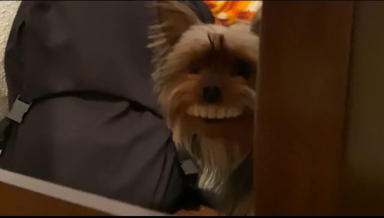 Un perro le roba la dentadura postiza a su dueño y se viraliza en las redes sociales
