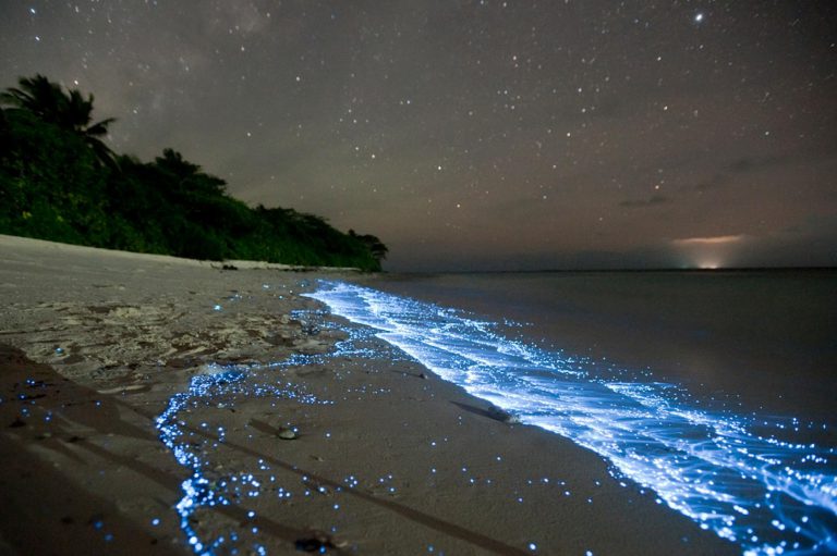 Graban olas fosforescentes en una playa californiana