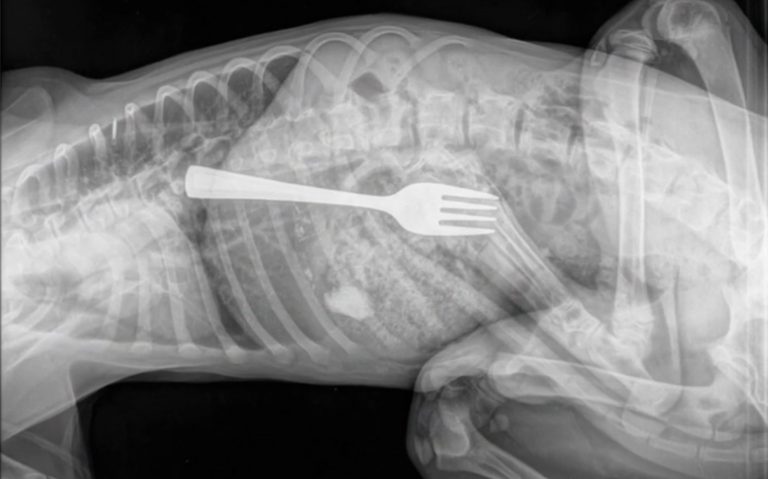 Un veterinario extrae un tenedor del interior de un perro