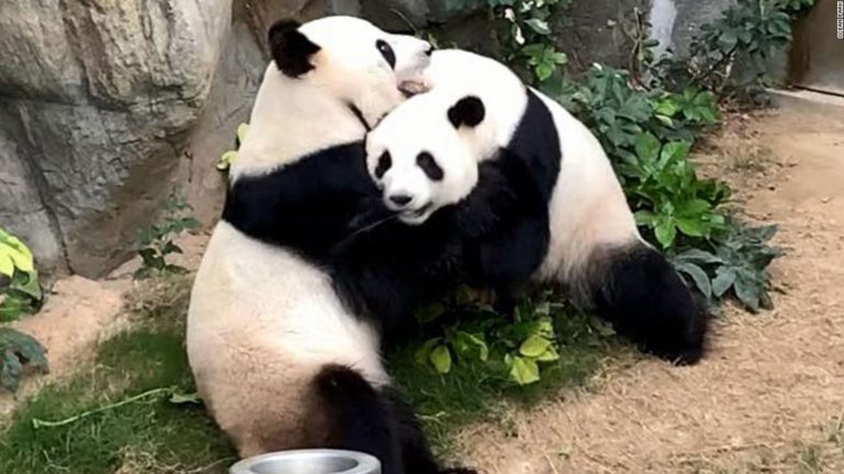 Dos pandas de un zoo de Hong Kong se aparean por primera vez en diez años gracias al confinamiento de los humanos