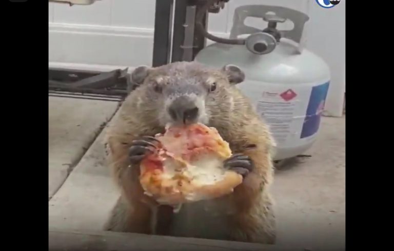 Graba a una marmota ‘cotilla’ degustando un trozo de pizza mientras observa su casa