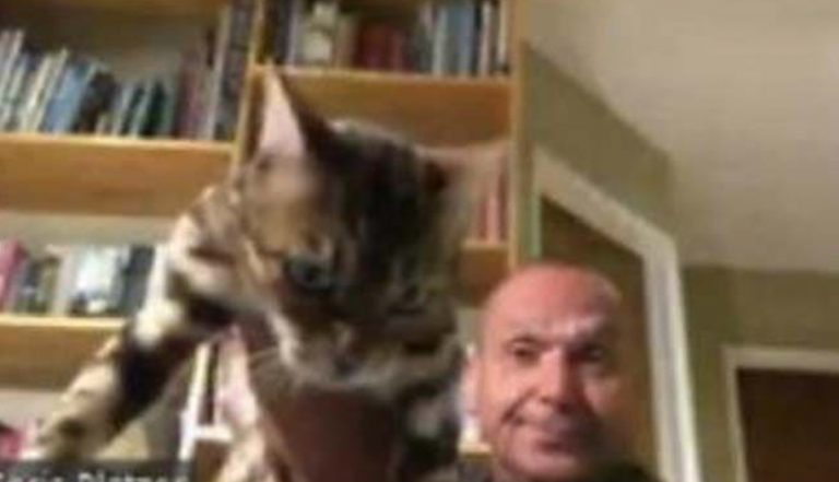 Un funcionario dimite tras ser grabado durante una reunión telemática bebiendo cerveza y lanzando a su gato por los aires