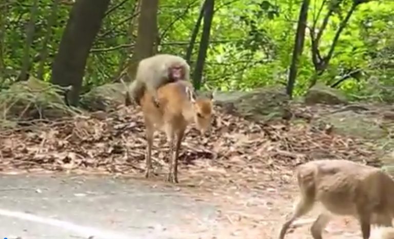 Graban a un mono 'cabalgando' a lomos de un ciervo