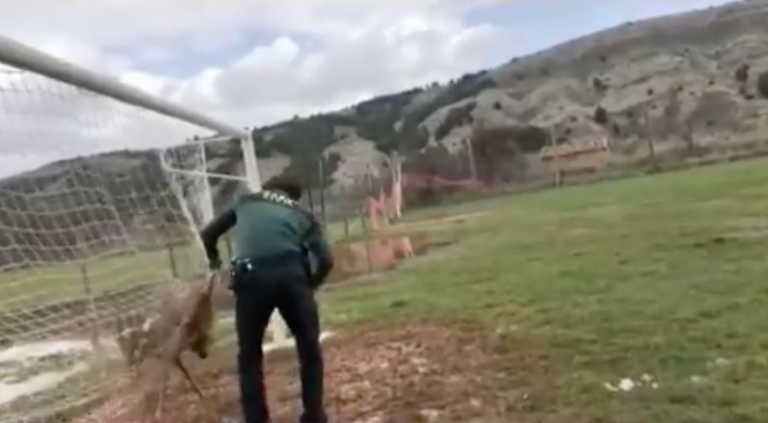 La Guardia Civil rescata un corzo atrapado en la red de una portería de fútbol en Zaragoza