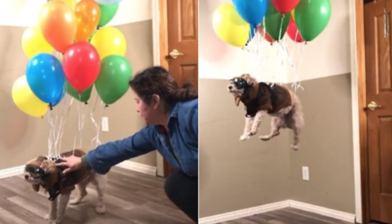 Una familia hace 'levitar' a su perro durante el confinamiento