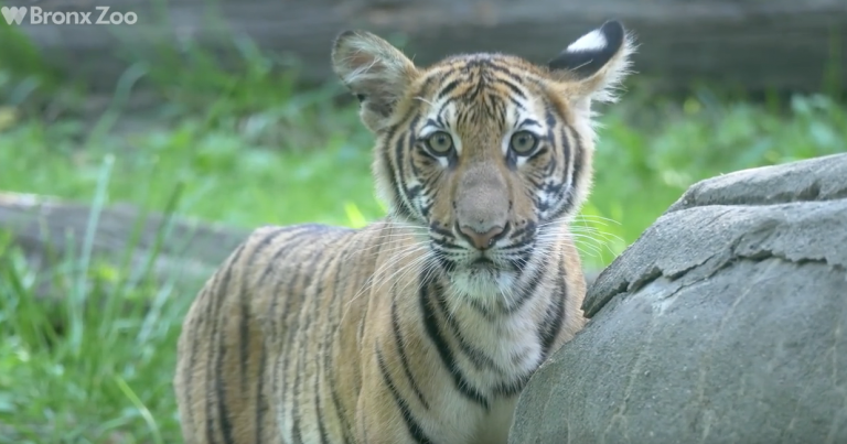 Un tigre del zoo de Nueva York,  primer animal que da positivo por coronavirus en Estados Unidos