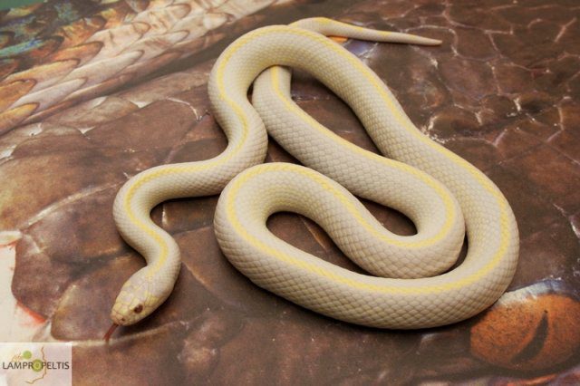 Culebra real de California 2