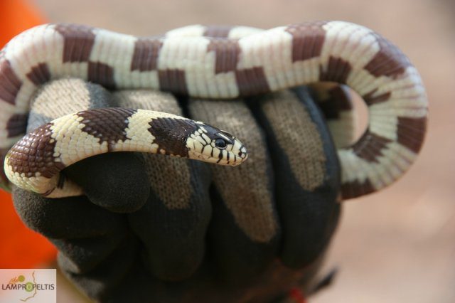 Culebra real de California 3