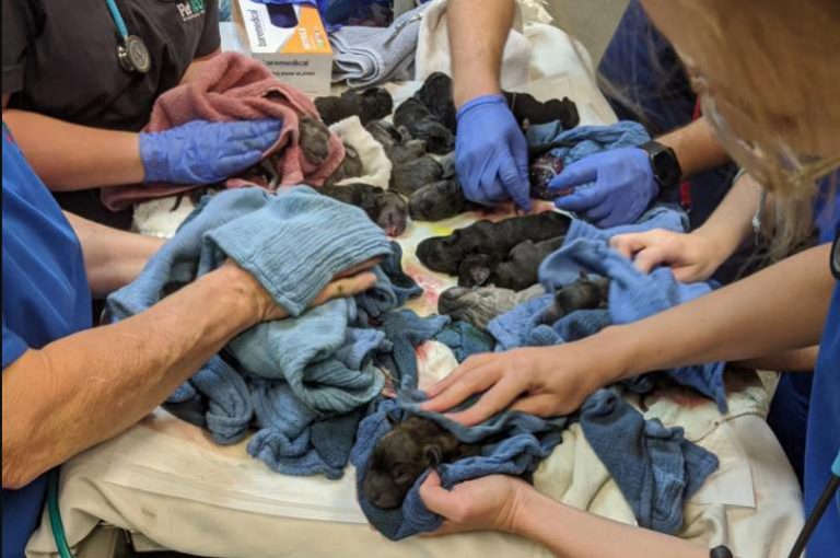 Una perra pare 21 cachorros y bate un récord Guinness en Australia