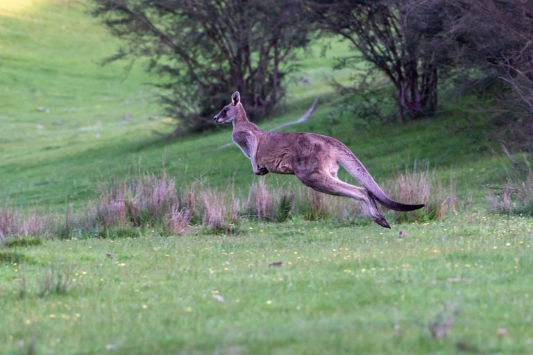 Graban a un canguro saltando por las desérticas calles de un ciudad australiana