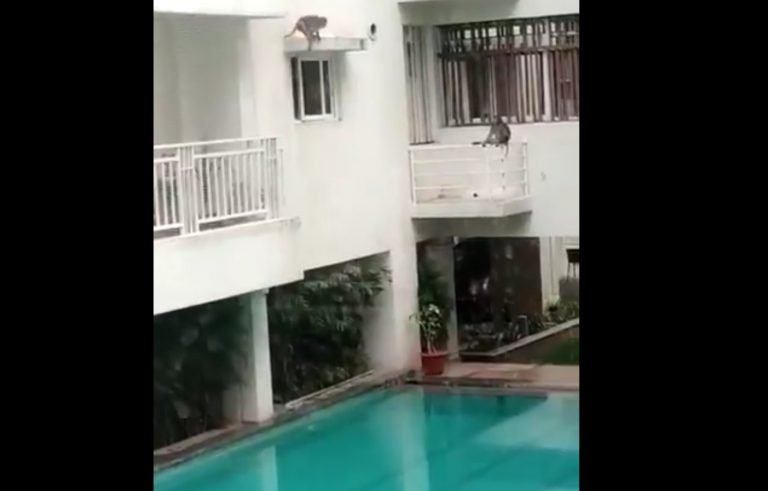 Un mono hace 'balconing' en una piscina aprovechando el confinamiento