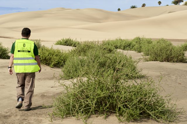 El confinamiento devuelve a las Dunas de Maspalomas sus ondulaciones y paisaje de ensueño de hace 50 años 3 Estado de los balancones plantados