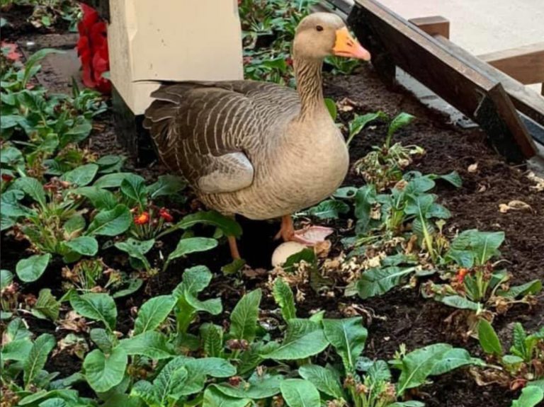 Un ganso pone un huevo en un macetero de una estación de tren paralizada por el coronavirus