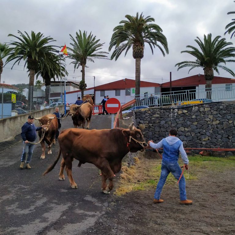 La Laguna aprueba ayudas directas al sector ganadero del municipio por importe de 150.000 euros
