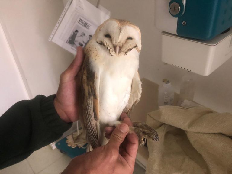 El Cabildo atiende al año una decena de lechuzas heridas tras ingerir ratones envenenados, la última con fractura en el ala